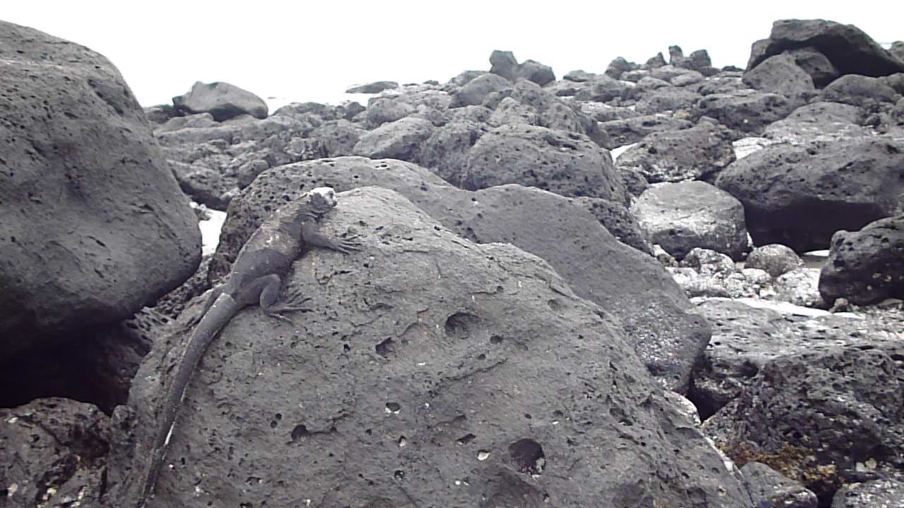 Iguana marina de Galápagos